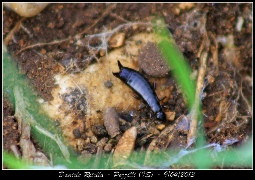 Euborellia moesta da Pozzilli (IS)